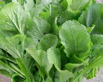 돌산갓 zaad (100+) Koreaanse groene mosterdzaadjes (40) Dolsan Gat