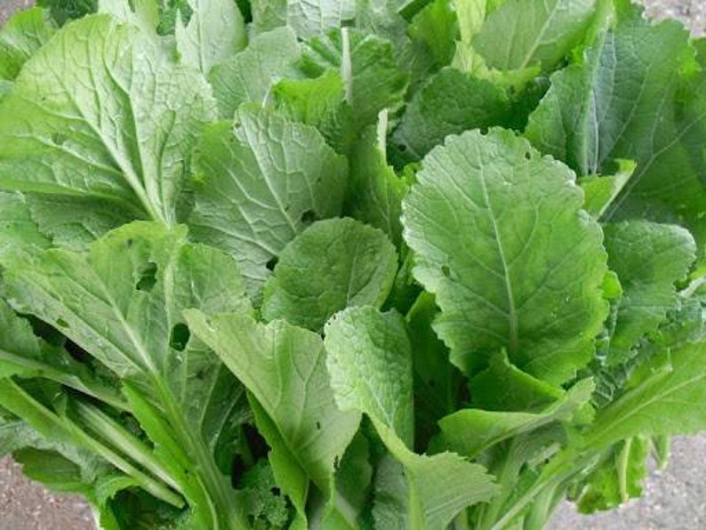 돌산갓 seed 50 korean green mustard seeds40 Dolsan Gat Etsy