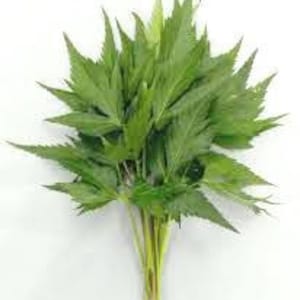 May include: A bunch of fresh green leafy herbs, likely cannabis, with stems and leaves.