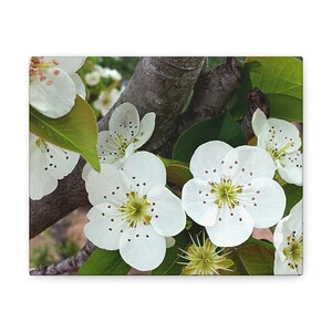 White Flower Canvas Wrap, White Blossom Wall Art, White Floral Wall Decor, Nature Wall Art, Nature Art Print, White Flower Photography