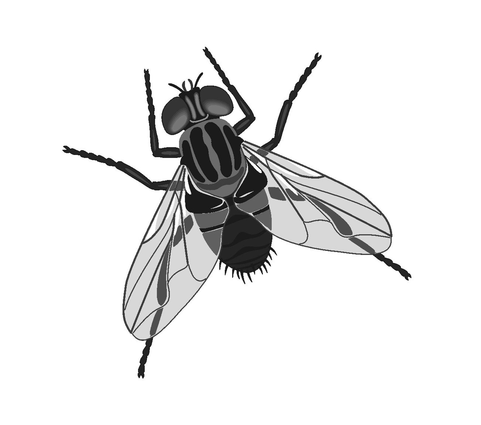 Urinal Fly Potty Target Stickers, Set of 12, Classic Fly Etsy