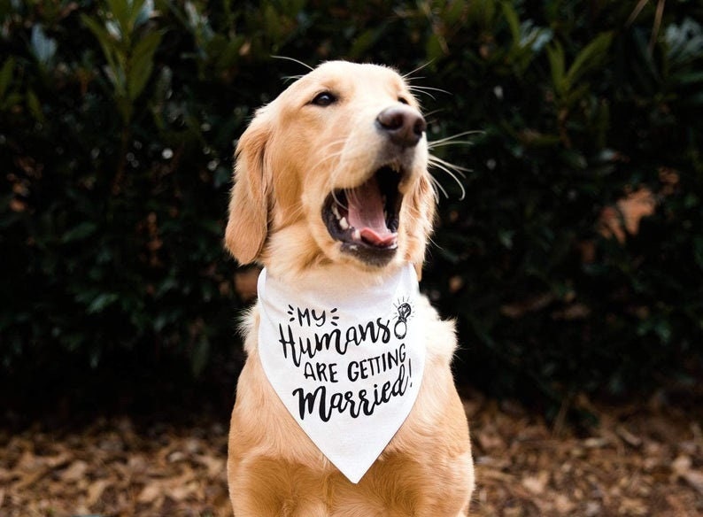 My Humans are Getting Married Dog Bandana, Wedding Dog Bandana, Dog E…