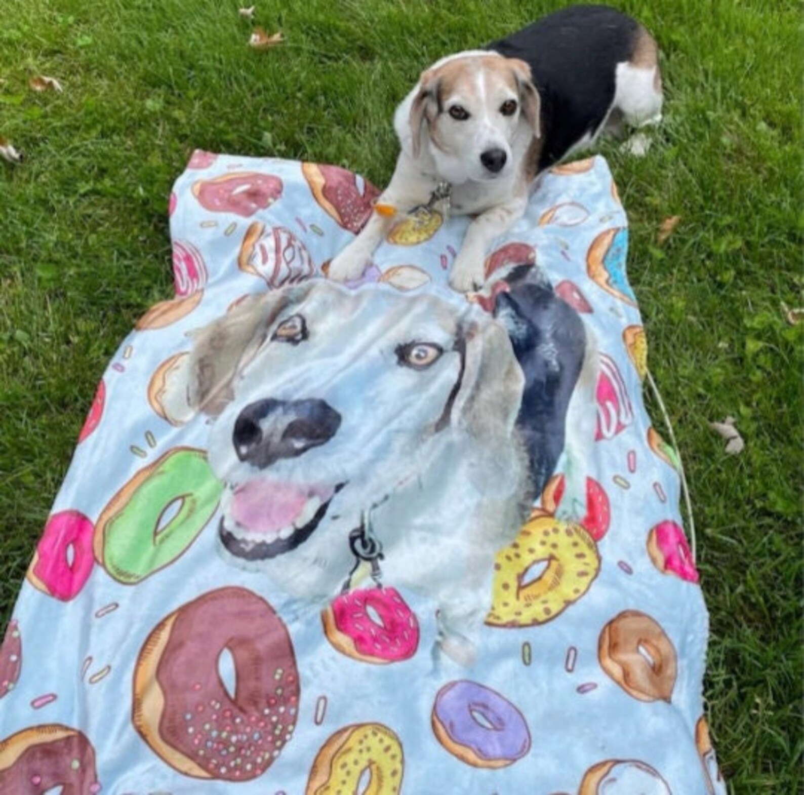 Portrait Pet Beach Towel Pet Photo Name Custom Dog Etsy