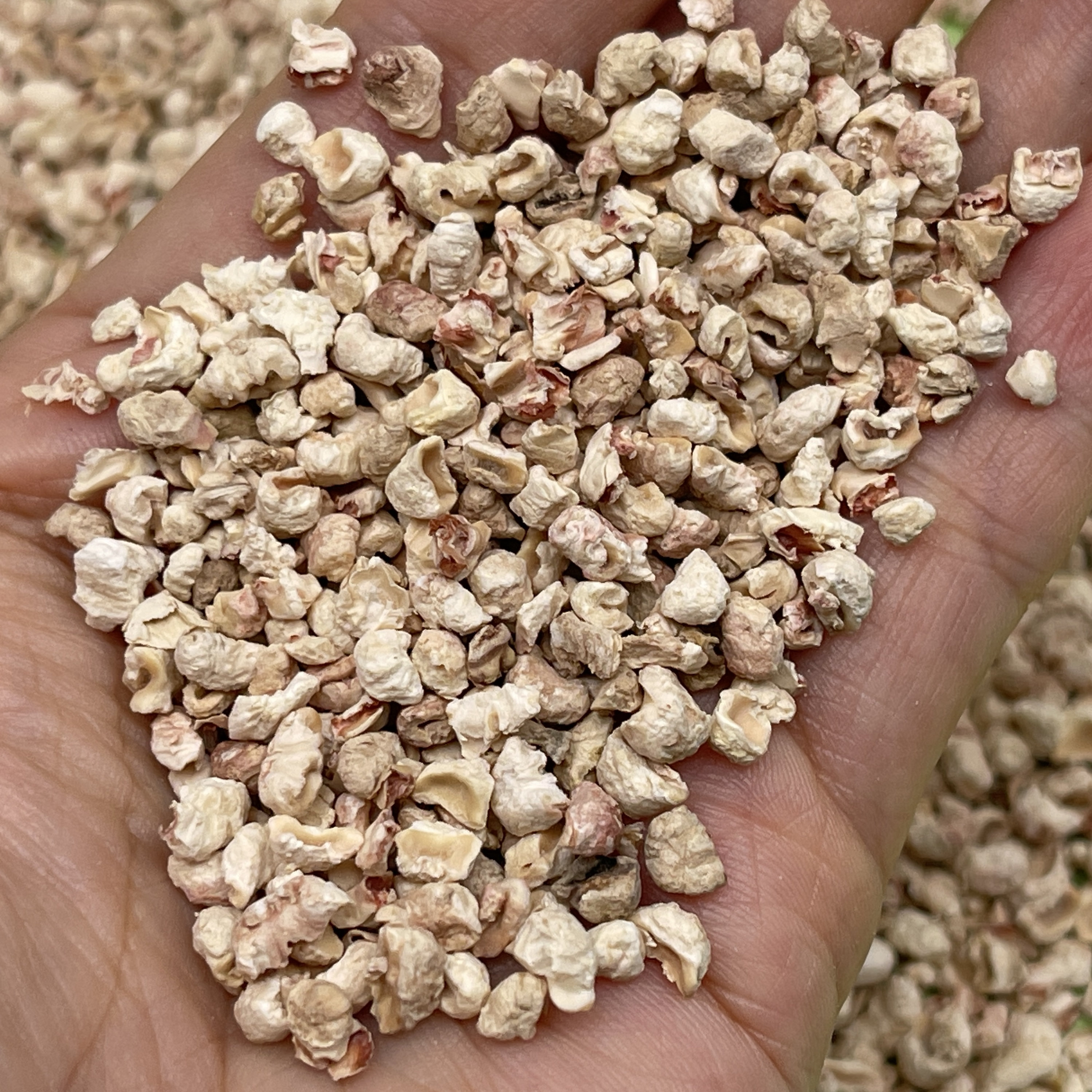 100g Fake Nut Topping Caramel Apples Props Faux Nuts Peanuts Etsy