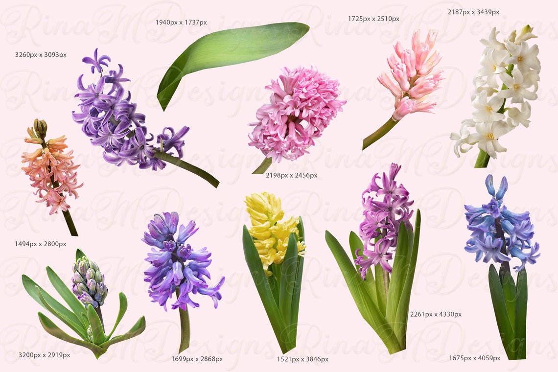 Hyacinth Clipart Flowers PNG Etsy