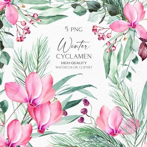 Flores de Natal rosa aquarela clipart, ciclâmen de vegetação de inverno png floral, flores de inverno para chá de bebê e Natal diy 075