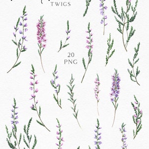 May include: Watercolor illustration of heather twigs in various stages of bloom. The image features sprigs with green leaves and delicate purple and pink flowers. The text "Heather Twigs" and "20 PNG" are also included.