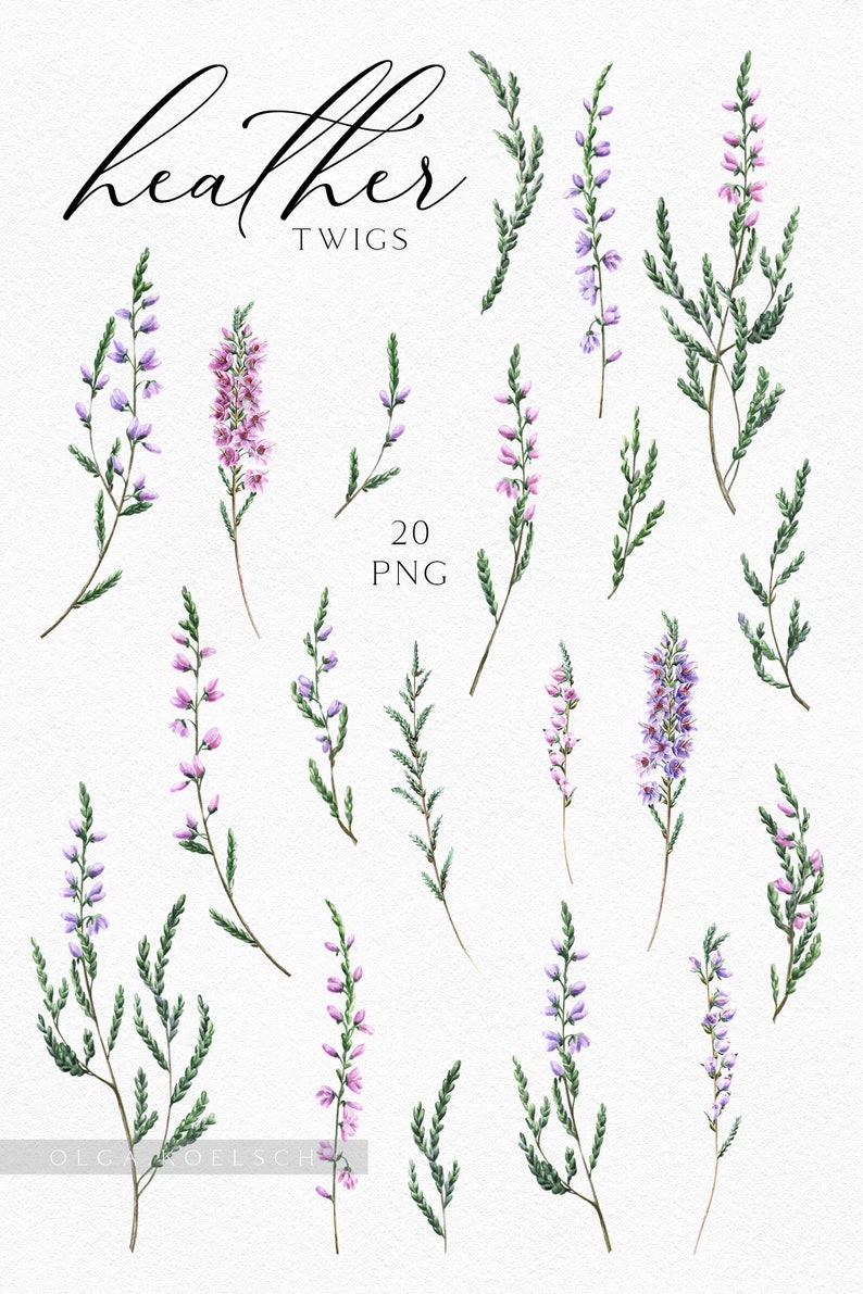 May include: Watercolor illustration of heather twigs in various stages of bloom. The image features sprigs with green leaves and delicate purple and pink flowers. The text "Heather Twigs" and "20 PNG" are also included.