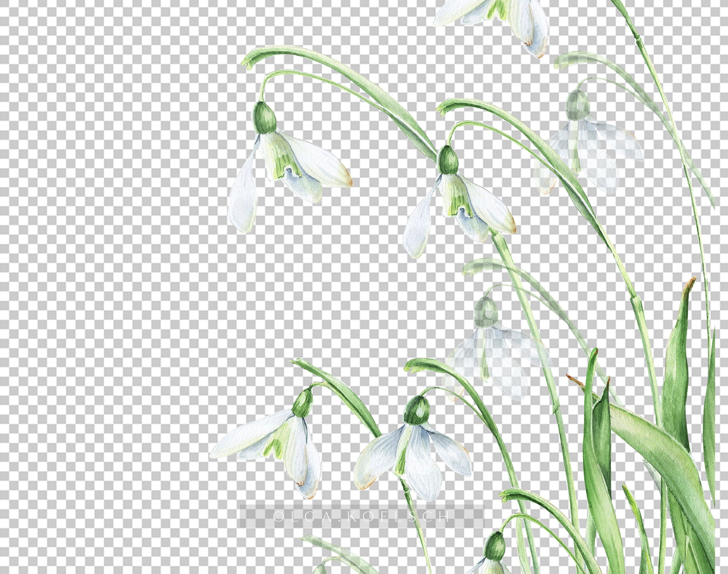 Holiday Watermark Spring Watercolor Spring Flowers Clipart, White Snowdrop for Easter, Spring ...