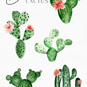 Op de afbeelding: Vijf aquarel illustraties van bloeiende cactussen met groene stelen en roze bloemen. De tekst "Bloom Cactus" is bovenaan de afbeelding in zwarte cursieve letters geschreven.