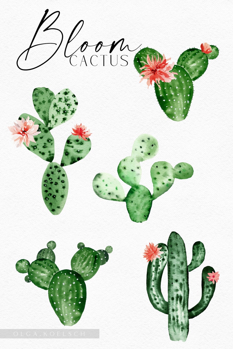 Op de afbeelding: Vijf aquarel illustraties van bloeiende cactussen met groene stelen en roze bloemen. De tekst "Bloom Cactus" is bovenaan de afbeelding in zwarte cursieve letters geschreven.