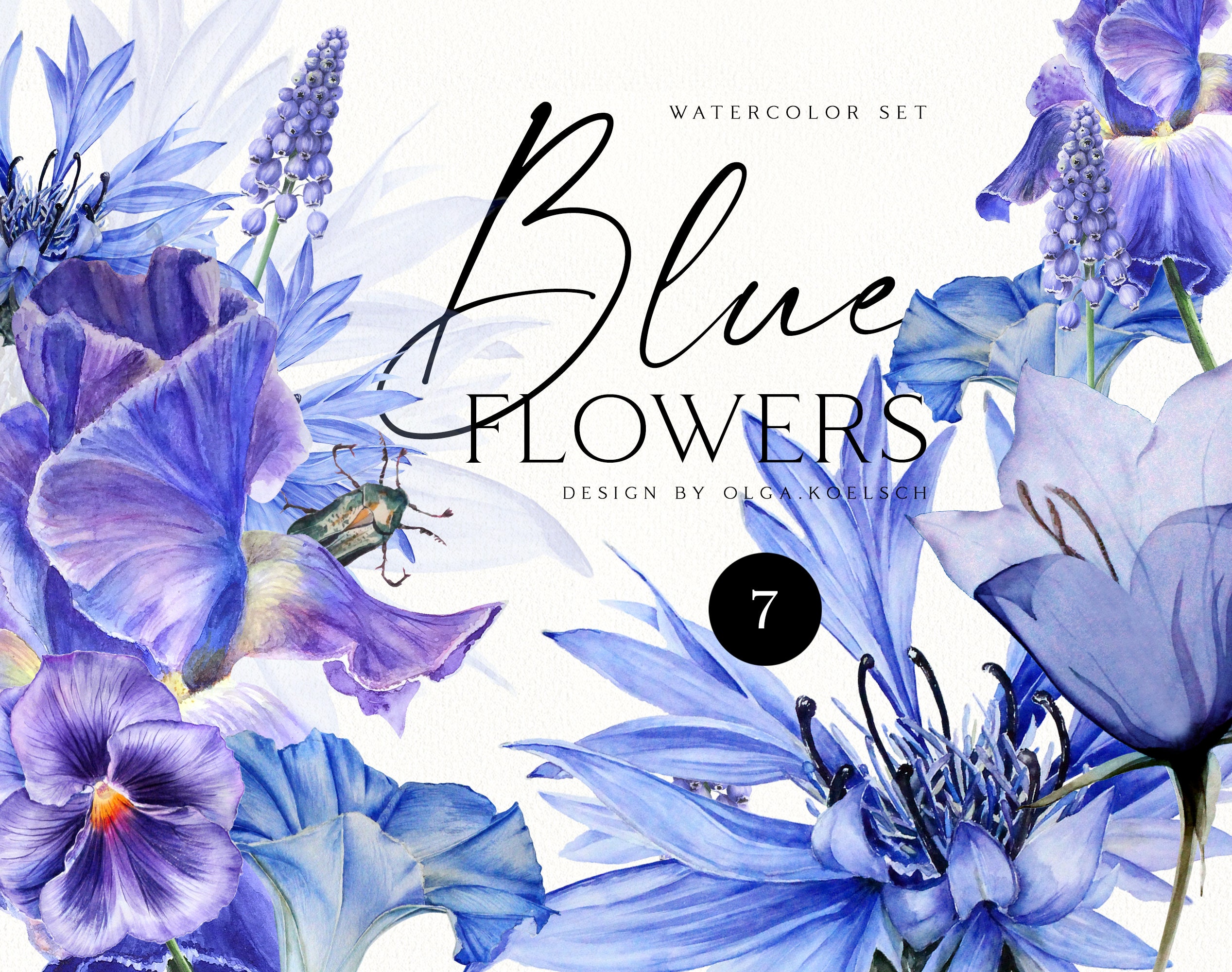 COMMON NAME: Blue flowers LATIN NAME: Not identified Stock Photo - Alamy, image size:2535x2000