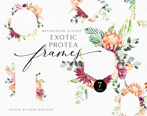 Watercolor Burgundy Floral Frame Clipart: Protea & Eucalyptus (PNG)