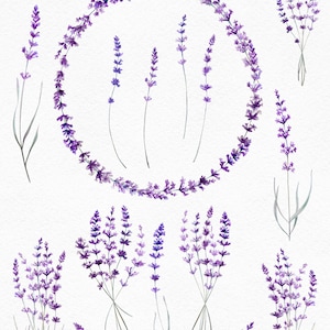 May include: Watercolor illustration set of lavender flowers in various arrangements. The set includes a wreath, individual sprigs, and bouquets of lavender.