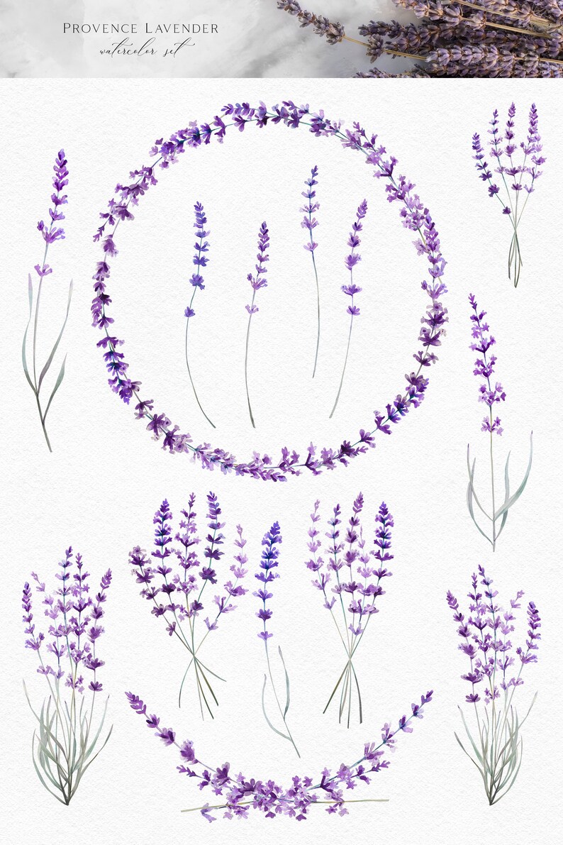 May include: Watercolor illustration set of lavender flowers in various arrangements. The set includes a wreath, individual sprigs, and bouquets of lavender.