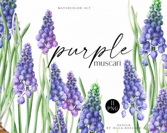 Akvarell Muscari-blommig Clipart, lila vårblommor (PNG)
