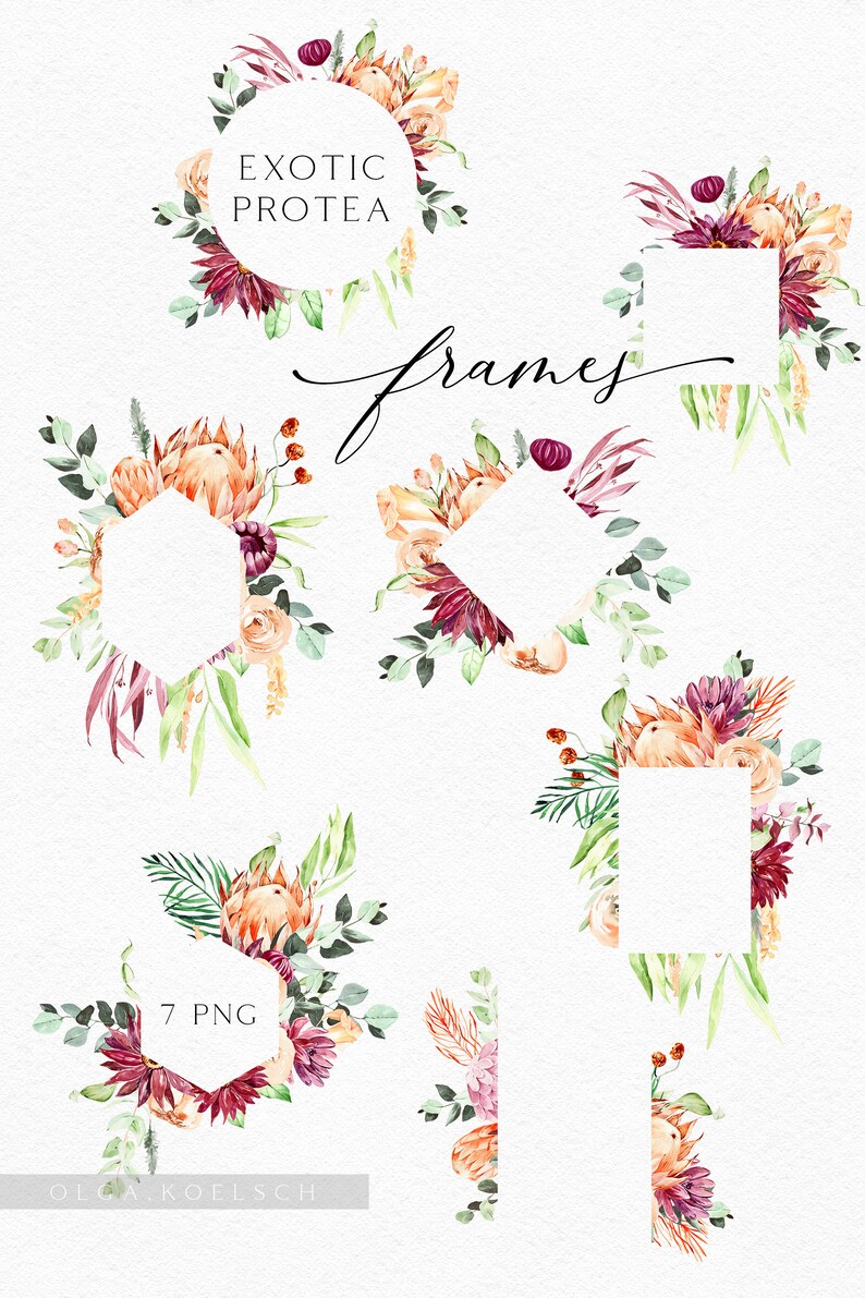Pu&ograve; includere: Sette cornici floreali ad acquerello con fiori di protea in tonalit&agrave; rosa, arancio e bordeaux. Le cornici sono di varie forme, tra cui cerchi, esagoni e quadrati. Il testo "Exotic Protea Frames" e "7 PNG" &egrave; incluso nell'immagine.