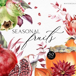Aquarell Obst Clipart, Granatapfel Aquarell, Herbst Clipart mit Früchten png und Hand Clipart 067