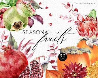 May include: Watercolor illustration set of seasonal fruits, including pomegranates, persimmons, and a protea flower. The set includes 30 PNG files.