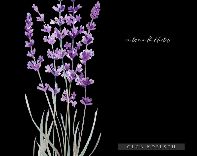 May include: Watercolor painting of a bouquet of lavender flowers with green stems against a black background. The text "in love with details" is written in white script on the right side of the image. The text "OLGA.KOELSCH" is written in white text at the bottom of the image.