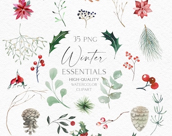 Imágenes prediseñadas de vegetación invernal de acuarela, eucalipto navideño, imágenes prediseñadas de flor de pascua, bayas de acebo, muérdago, pino png, flores de invierno 136