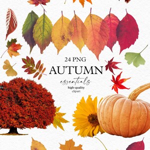 Imágenes prediseñadas de hojas de otoño en acuarela, imágenes prediseñadas de otoño realistas para tarjetas de Acción de Gracias, álbumes de recortes digitales, baby shower de otoño 096