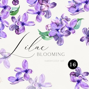 Clipart de acuarela lila, flor lila morada png, para clipart de boda de primavera, tarjetas de Pascua diy.