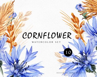 Watercolor cornflower  blue floral clipart.  Rustic wedding invitation summer clipart. Boho meadow flowers PNG