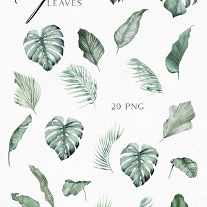 May include: A set of 20 watercolor illustrations of tropical leaves in shades of green. The leaves are isolated on a white background and are perfect for digital scrapbooking, card making, and other creative projects.