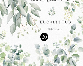 May include: Watercolor greenery clipart featuring eucalyptus branches with delicate leaves and small berries. The image includes the text "EUCALYPTUS" and "watercolor greenery clipart". The number "20" is in a black circle.