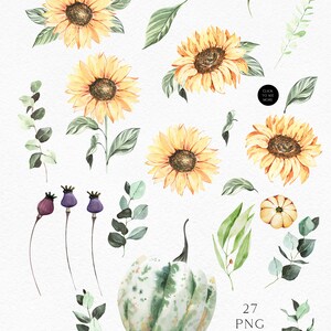 May include: Watercolor illustrations of sunflowers, eucalyptus leaves, and gourds. The illustrations are in shades of yellow, green, and brown. The text "Sunflower & Eucalyptus" is written in cursive at the top of the image. The text "27 PNG" is written in the bottom right corner of the image.