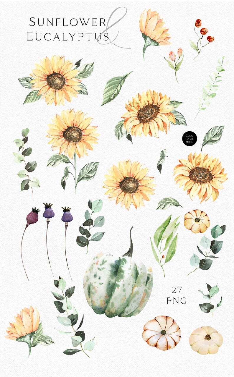 May include: Watercolor illustrations of sunflowers, eucalyptus leaves, and gourds. The illustrations are in shades of yellow, green, and brown. The text "Sunflower & Eucalyptus" is written in cursive at the top of the image. The text "27 PNG" is written in the bottom right corner of the image.