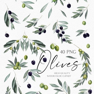 Clipart de vegetación boho de acuarela, png de oliva, clipart de hojas y ramas de olivo para bodas de verano, diseño de logotipos, ilustración de menú 050