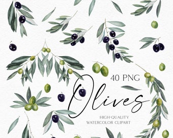 Watercolor boho greenery clipart, olive png, Olive leaves and branches clipart for summer wedding, logo design, menu illustration 050