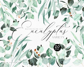 May include: Watercolor set of 20 eucalyptus leaves in various shades of green. The leaves are arranged in a circular pattern around the text "Watercolor Set Eucalyptus Variety 20 PNG".