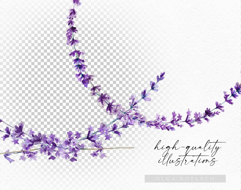 May include: Watercolor illustration of lavender flowers in shades of purple and white. The flowers are arranged in a loose, flowing pattern, creating a delicate and romantic feel.