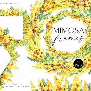 Clipart di ghirlanda di mimosa ad acquerello, cornici floreali gialle pasquali png, bordi floreali di mimosa primaverili per la festa della mamma 122