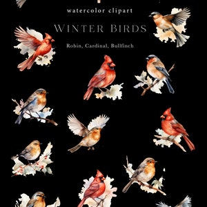 Watercolor Cardinal Clipart, Winter Birds Png, Robin Bird for Christmas ...