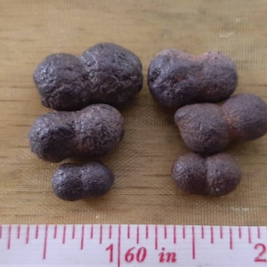 May include: A collection of six dark brown, kidney-shaped, iron ore concretions, also known as "kidney ore",  measuring approximately 1/2 inch in diameter. A ruler is included for scale.