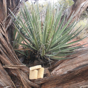 Yucca Shampoo Bar 100 Percent Chemical Free!  Handmade all Organic and Natural Materials. (VEGAN) Get rid of chemicals that damage hair.