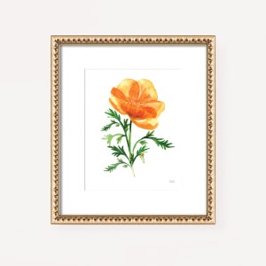 Orange Poppy Print, Cute Watercolor Illustrated Orange California Poppy Botanical Flower Painting Print by Artist Michelle Mospens