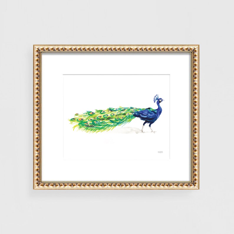 May include: A framed watercolor painting of a peacock with its tail feathers spread out. The peacock is blue and green with a white background.