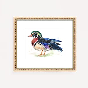 May include: A watercolor painting of a wood duck with a green head, red breast, blue wings, and a white background.