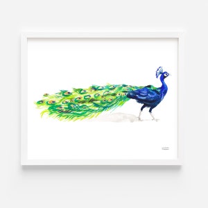 May include: A watercolor painting of a peacock with its tail feathers spread out. The peacock is blue and green with a white background.
