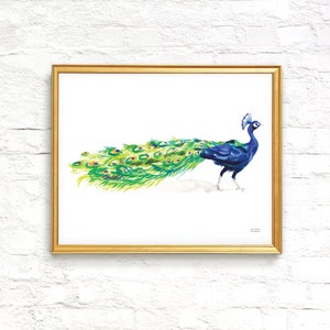 May include: A watercolor painting of a peacock with its tail feathers spread out. The peacock is blue and green with a white background.
