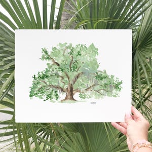 May include: Watercolor painting of a large green oak tree with long branches and hanging moss. The painting is on white paper and has the artist's signature in the bottom right corner.