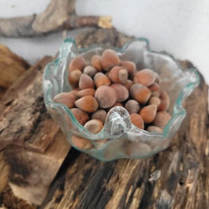 May include: A clear, scalloped glass bowl filled with brown hazelnuts. The bowl sits on a piece of weathered wood, with a light-colored background. The hazelnuts are a mix of light and dark brown.