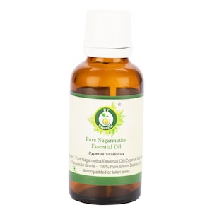 Nagarmotha Oil Pure Nagarmotha Essential Oil Cyperus Scariosus 100% Pure and Natural Steam Distilled Therapeutic Grade By R V Essential