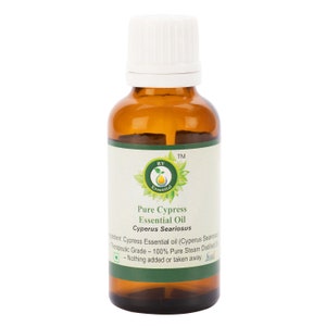 Cypress Oil Pure Cypress Essential Oil Cyperus Seariosus 100% Pure and Natural Steam Distilled Therapeutic Grade For Skin By R V Essential