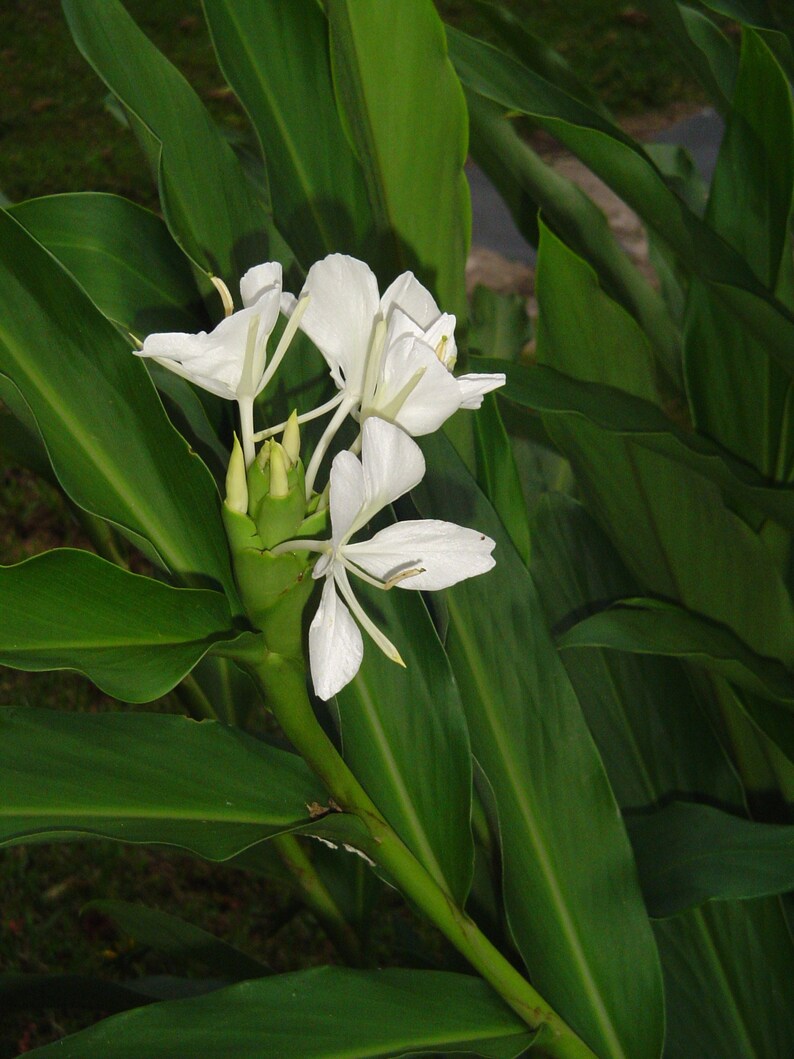 Ginger Lily Oil Pure Ginger Lily Essential Oil Hedychium Etsy